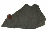 Red Embers Garnet in Graphite - Massachusetts #313440-1